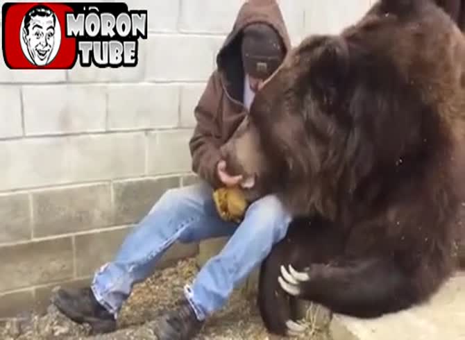 Video :A man tends to his enormous 635 kg bear